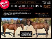 2 Gorgeous Geldings Available for Sale or Lease!