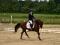 Cours d'équitation rive sud de mtl