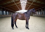 recherche une cheval de saut