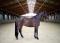 recherche une cheval de saut