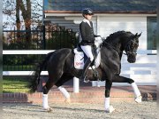 recherche une cheval de saut