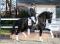 recherche une cheval de saut