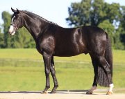 recherche une cheval de saut