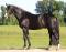 recherche une cheval de saut