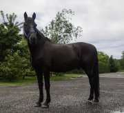 Hongre canadien 15 ans