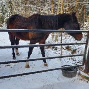 Jet quaterhorse 18-19 ans enregistré 