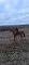 Cheval à vendre