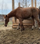 Cheval à vendre