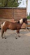 Numbers - medium poney de saut/hunter