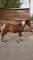 Numbers - medium poney de saut/hunter
