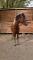 Numbers - medium poney de saut/hunter