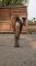 Numbers - medium poney de saut/hunter