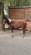 Numbers - medium poney de saut/hunter