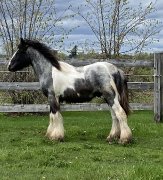 Cheval Gypsy Vanner