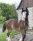 Cheval Gypsy Vanner