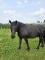 Magnifique canadien pur-sang enregistré, 5 ans