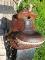 Selle de baril 14