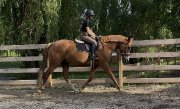 Stunning dresssage Warmblood
