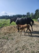 Magnifique pouliche à vendre