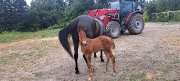 Magnifique pouliche à vendre