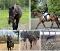 Demie pension pour Rocky