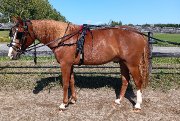 Attelage pour cheval.