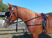 Attelage pour cheval.