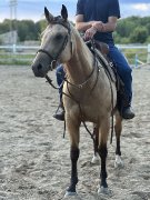 Qh enregistré Buckskin