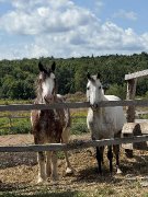 Cheval pour débutant