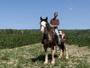 Cheval pour débutant