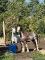 Cheval pour débutant