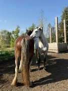 Cheval pour débutant