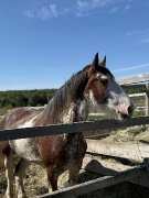 Cheval pour débutant