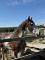 Cheval pour débutant