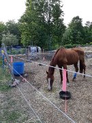 Bon cheval pour débutant