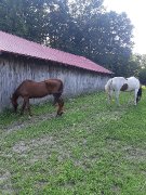 Bon cheval pour débutant