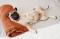 MASSOTHÉRAPEUTE CANIN, MASSAGE CANIN