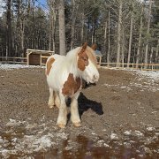 Demi-pension Mascouche avec Maya et Tucker!