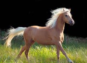 Recherche cheval