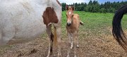 Poulain à vendre
