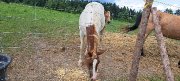 Poulain à vendre
