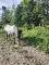 Jument appaloosa et son poulain &agrave; vendre