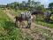 Jument appaloosa et son poulain &agrave; vendre