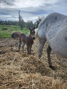 Pouliche &agrave; vendre
