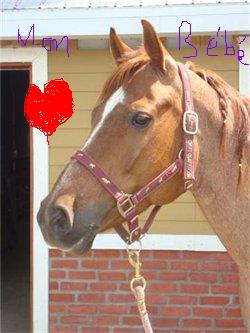 Bella - Femelle QH 9 ans Rouan