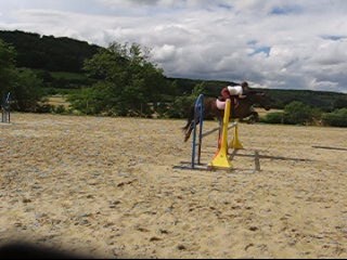 Pépita de Gineau - Femelle Poney Français de Selle 4 ans Alezan Brulé