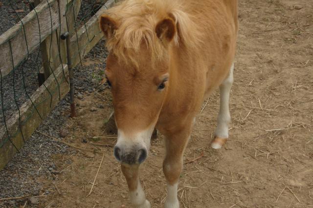 Appy - Femelle Shetland alezan crains lavés avec des balzanes blanches