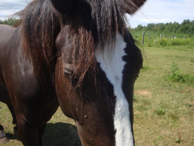 Dona Isabel - Femelle Percheronne 2 ans Noir