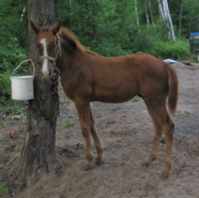 Bill - Mâle Cheval   Sorrel