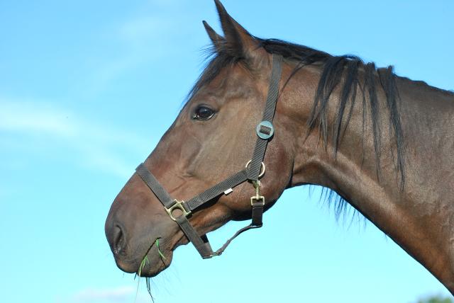 Lukes Bernie - Hongre Standardbred 10 ans Baie fonc&eacute;